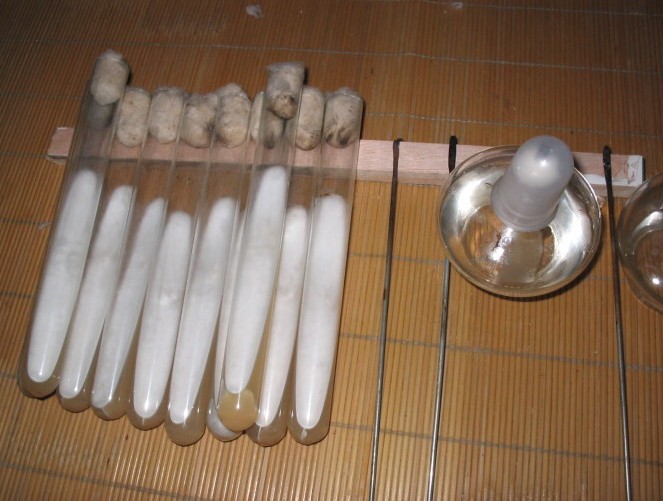 供应毛木耳菌种